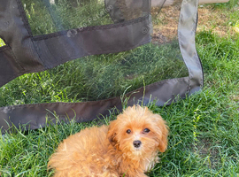 Maltipoo male