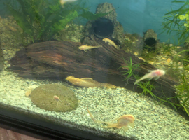 Albino bn plecos