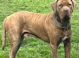 Male Mastiff mix