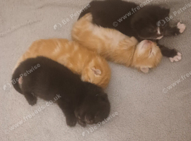 Kittens x 4