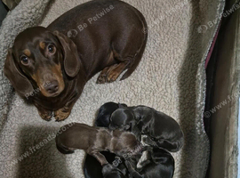 5 X miniature dachshunds for sale