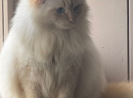 Ginge flame point ragdoll for stud only