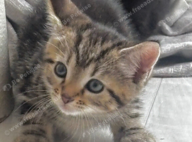 3 kittens
