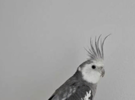 5 cockatiels for sale &pound;300