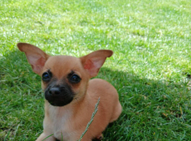 Beautiful Chipin puppies (Chihuahua x Miniature Pinscher mix)