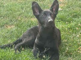 4 month old black German sheppard