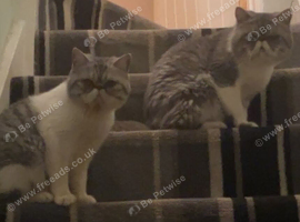 2 Ragdoll male cats