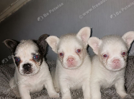 Visual fluffy French bulldogs