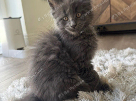 Maine Coon. Blue Smoke.