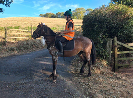 Beautiful ready to mould superstar pony, to make around 14.1hh