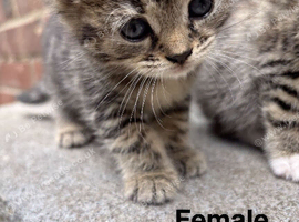 4 beautiful kittens looking for their forever homes