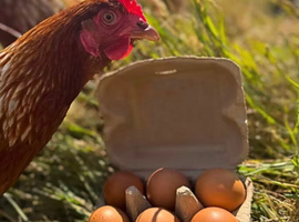 Free  fresh range egg