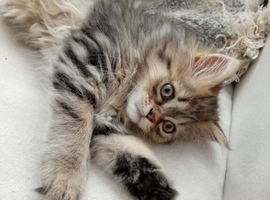 Girl half Maine con half Persian