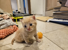 I've got one beautiful girl kitten.Looking for a forever home
