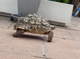 Breeding pair Leopard tortoises