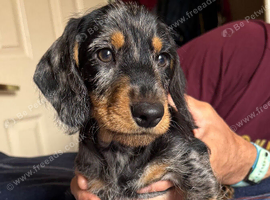 Wirehaired Dachshund Tweenie