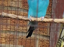 Baby budgies