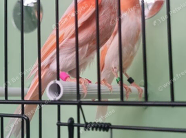 Red mosaic cocks