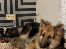 German shepard