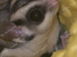 Male glider for sale