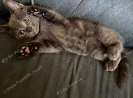 7 Gorgeous Kittens Ready for Their Forever Homes