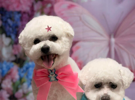 Kc Bichon Frise
