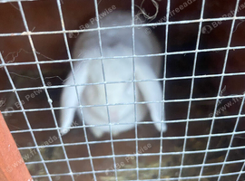 White female rabbit