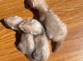 Sandy x black self ferret kits 5 HOBS LEFT