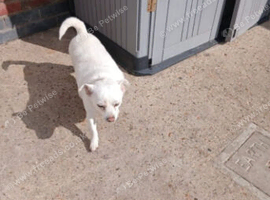 Bella jack russell 3 years old not spay