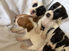 Jack Russell puppies for sale