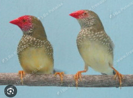 Pair starfinch