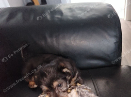 9 week old jackapoo boy rdy now