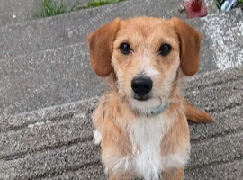 13 Month Old Patterjack