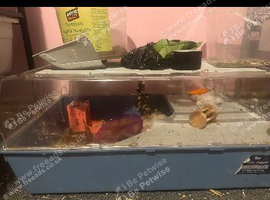 Hamster cage
