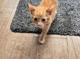 2 ginger boys avalible due to time wasters im giving away