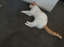 Male Cat. Neutered