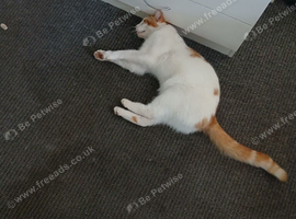 White and ginger cat.