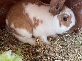 White & brown speckled rabbit