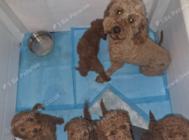 Miniature Poodle puppies