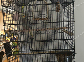 Luna for sale