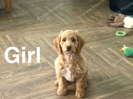 Gorgeous puppies ready for family homes