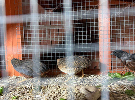Button Quail