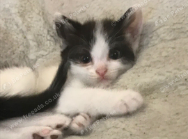 3 kittens for sale