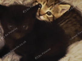 Tabby and black avaliable