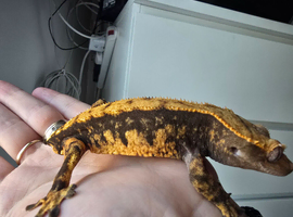 Cappuccino creste gecko male poss tangerine