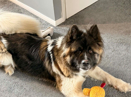 female american akita