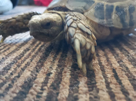 Horsfield Male Tortoise