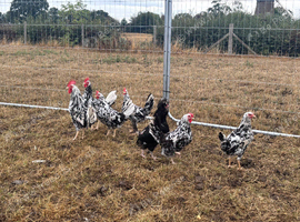 Exchequer leghorn pair