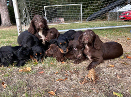 Cocker spaniel pups