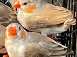Any Finches WANTED